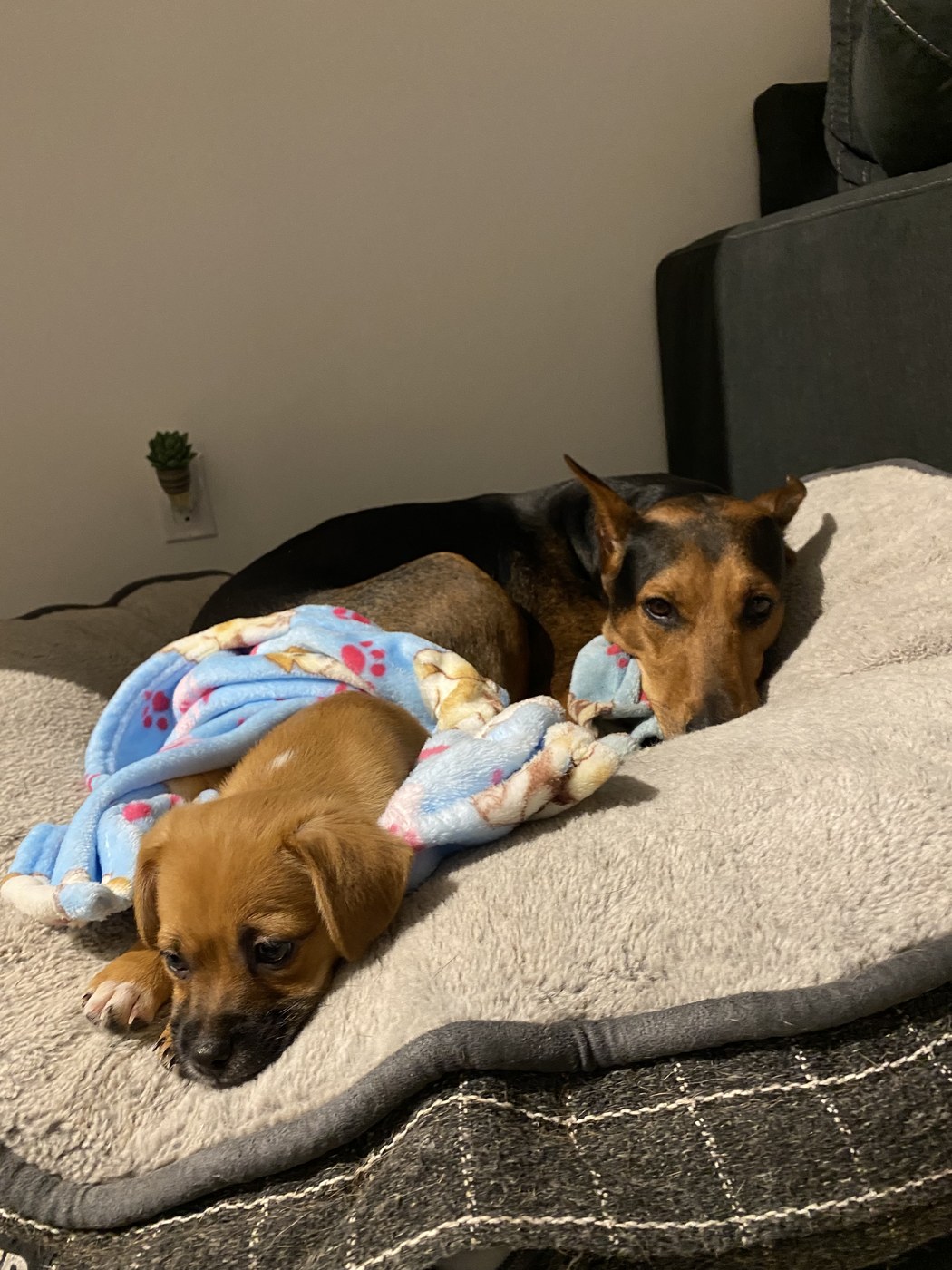 Nori and Churro cuddled on a dog bed with a blue blanket