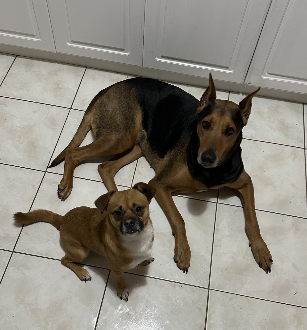 Nori and Churro sitting together
