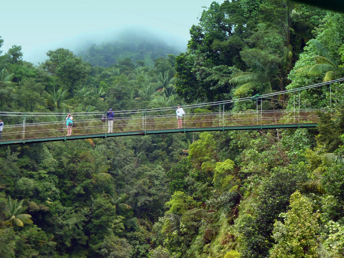 Suspension bridge through the Sierra Madre jungle canopy