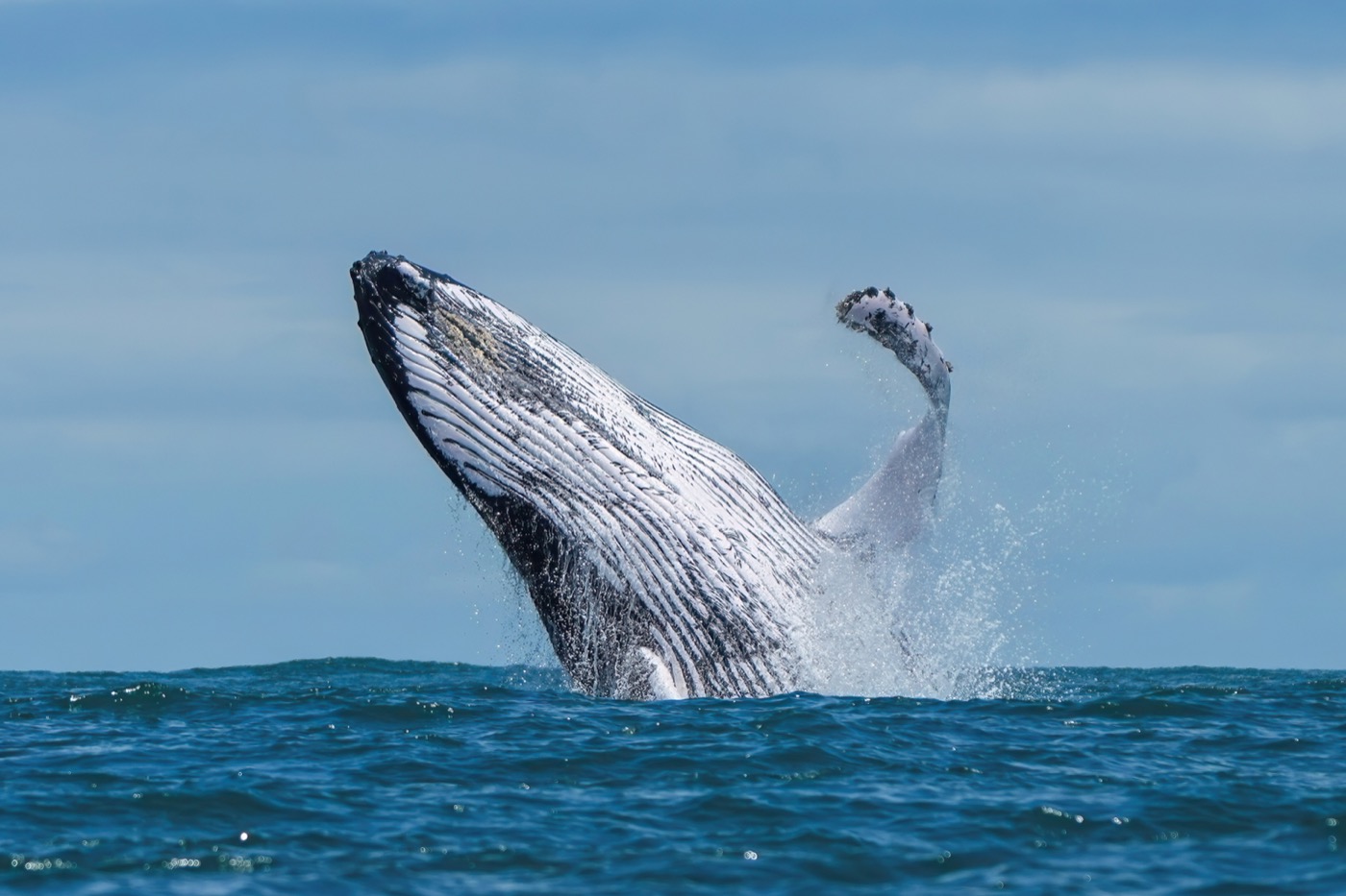 Humpback whale breaching